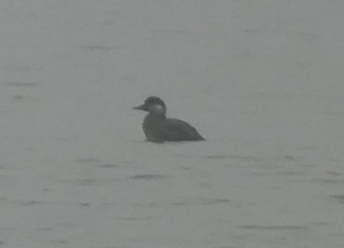 Common Scoter