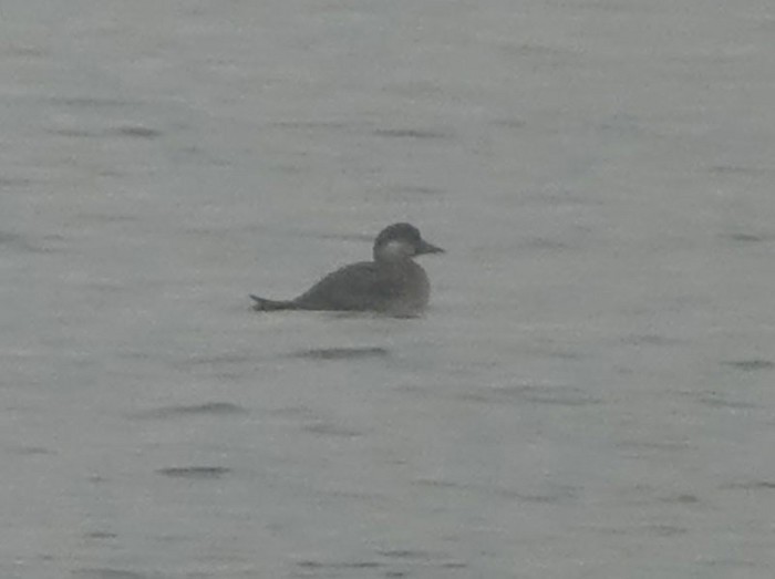 Common Scoter