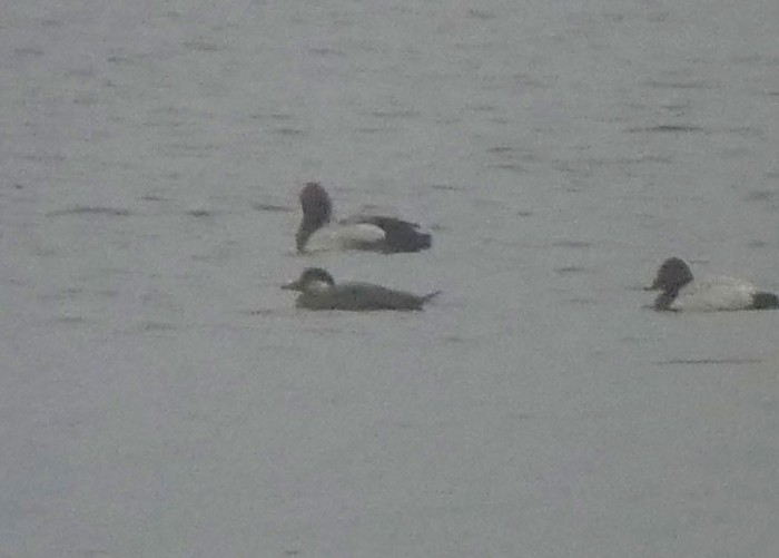 Common Scoter