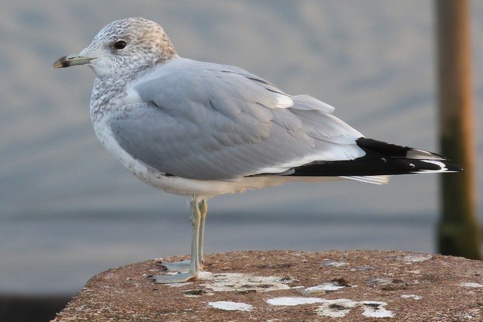 Common Gull
