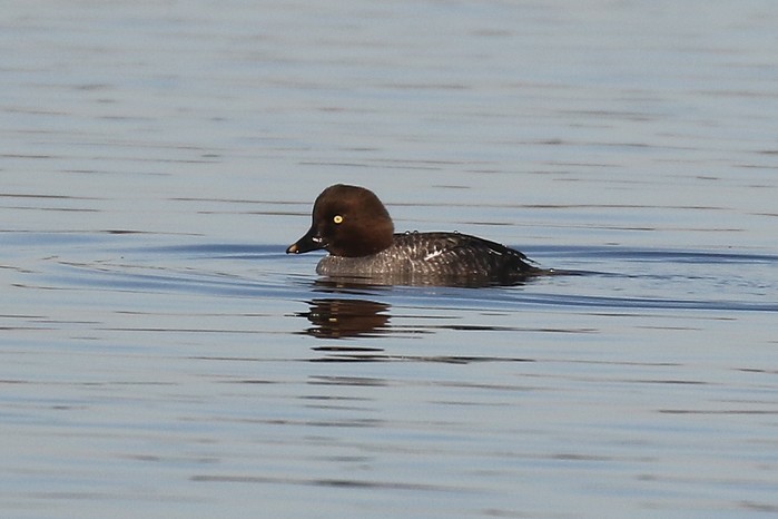Goldeneye