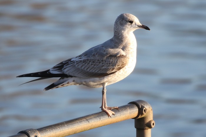 Common Gull