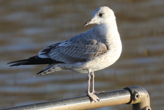 Common Gull