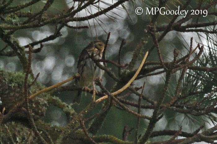 Olive-backed Pipit
