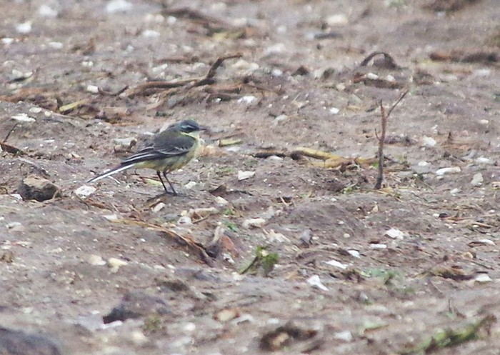 Blue-headed Eastern Yellow Wagtail