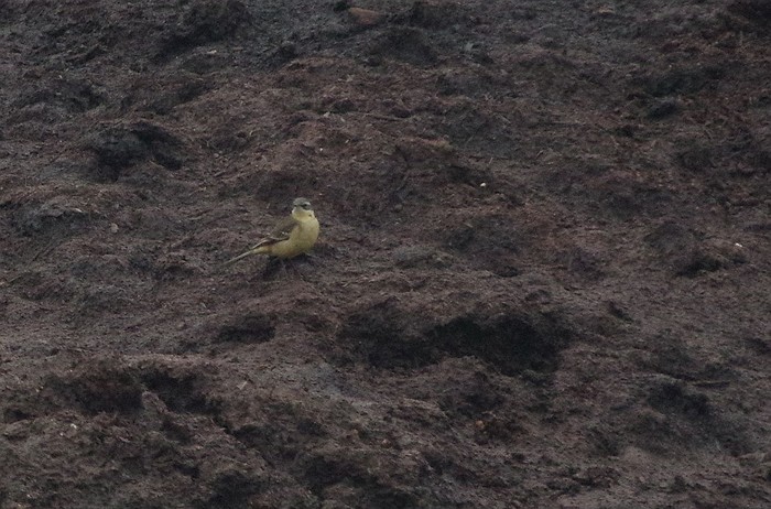 Blue-headed Eastern Yellow Wagtail