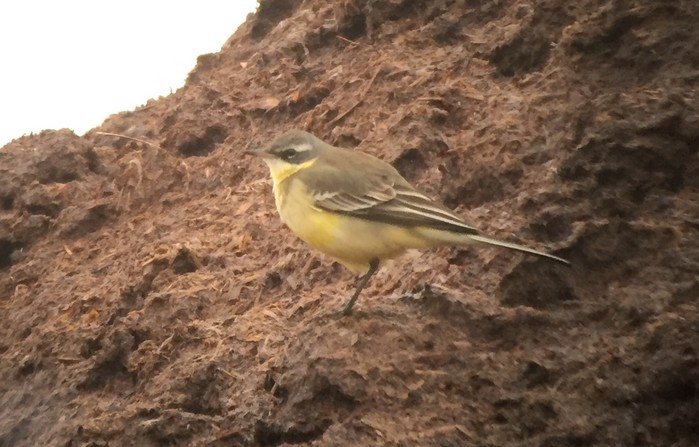 Blue-headed Eastern Yellow Wagtail