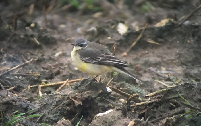 Blue-headed Eastern Yellow Wagtail