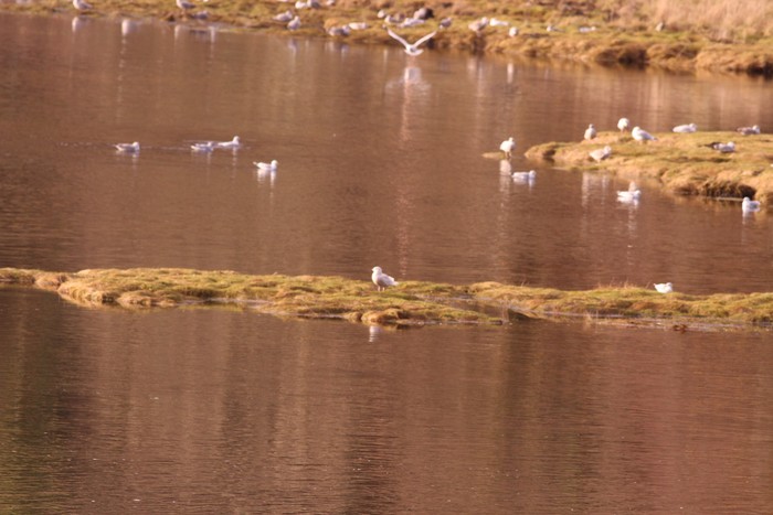 Glaucous Gull