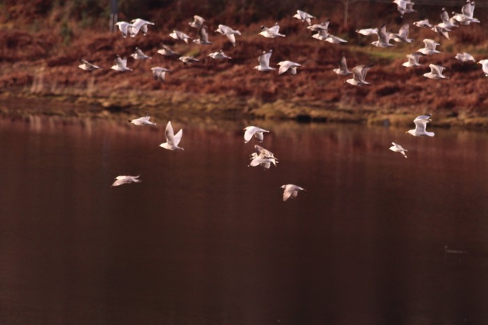 Glaucous Gull