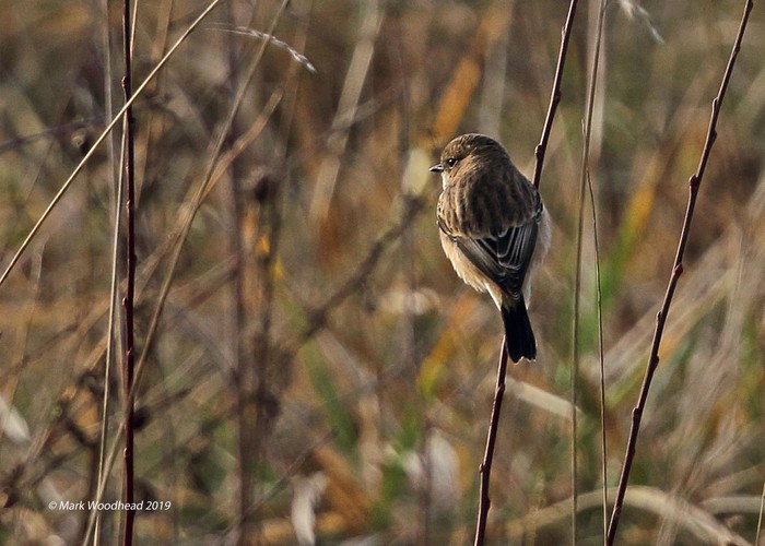 Siberian Stonechat
