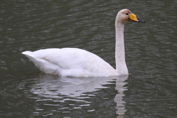 Whooper Swan