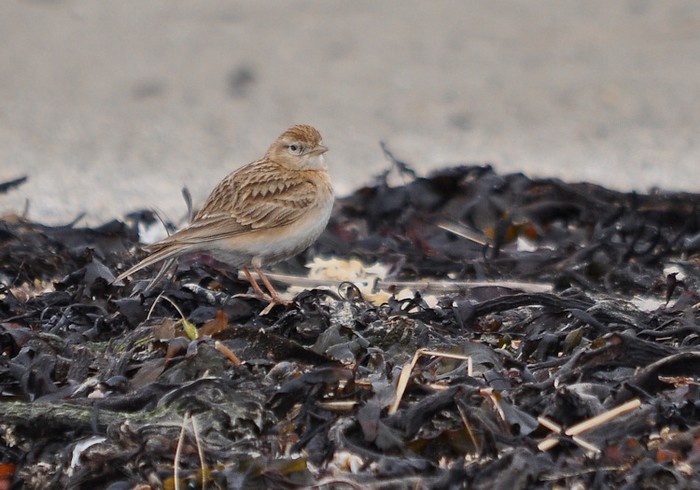 Short-toed Lark