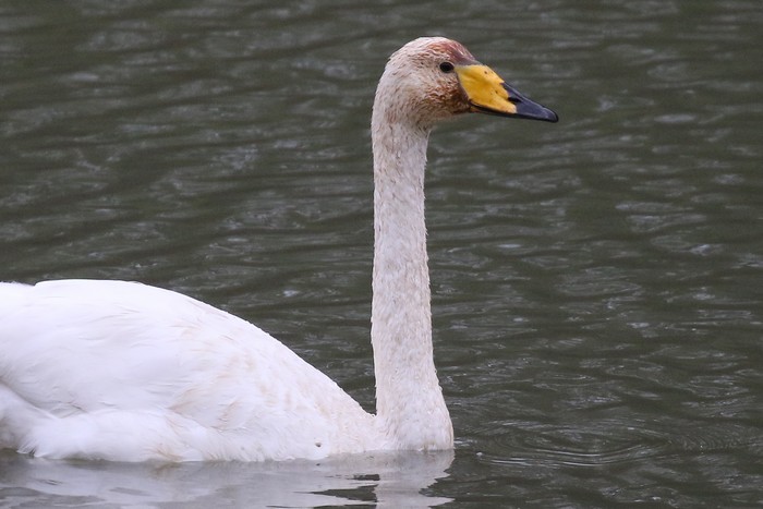 Whooper Swan