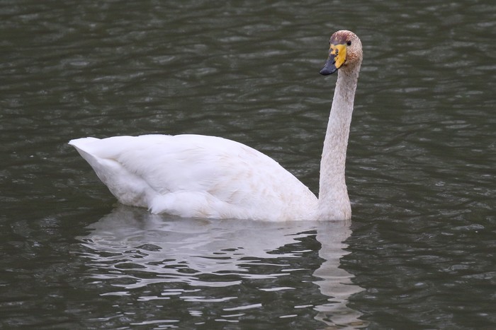 Whooper Swan
