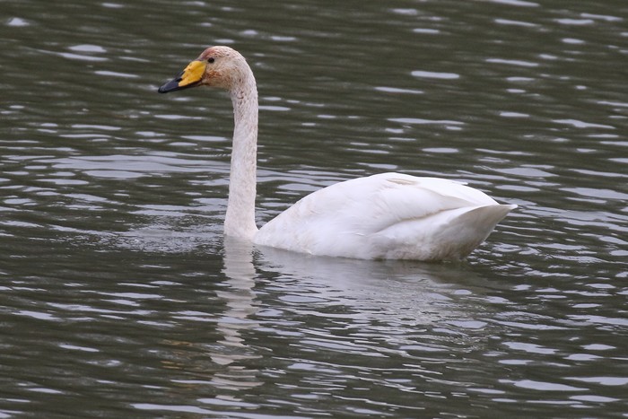 Whooper Swan