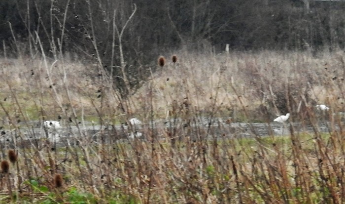 Cattle Egret