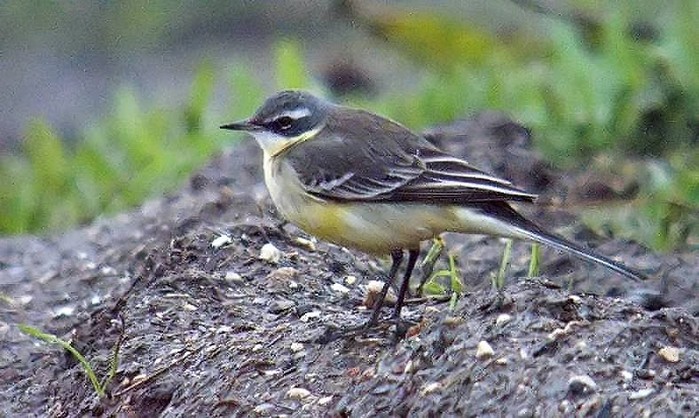 Eastern Yellow Wagtail