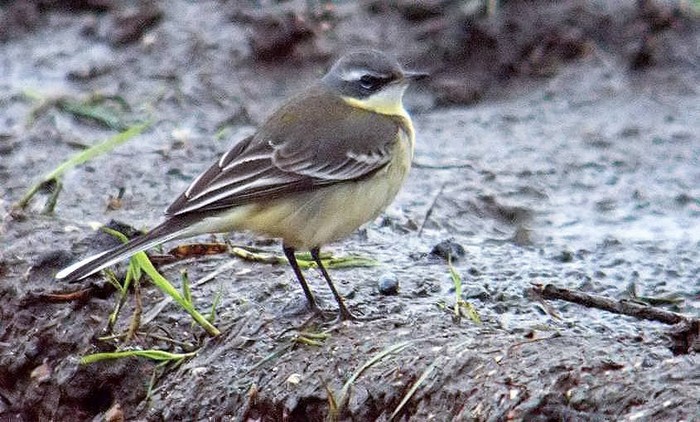 Eastern Yellow Wagtail