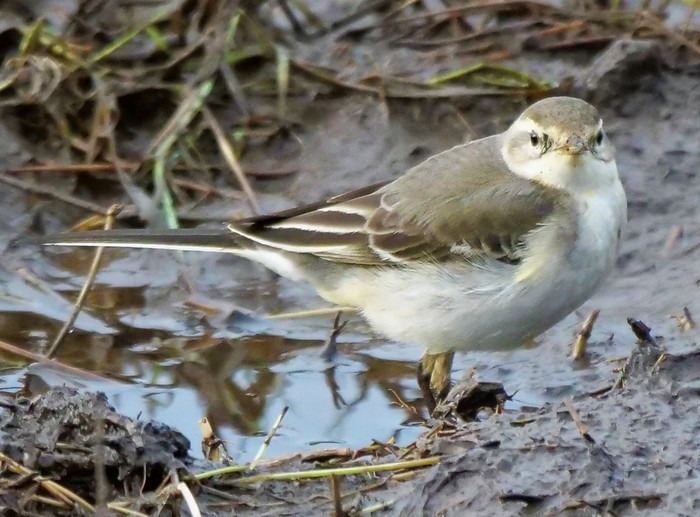 Eastern Yellow Wagtail