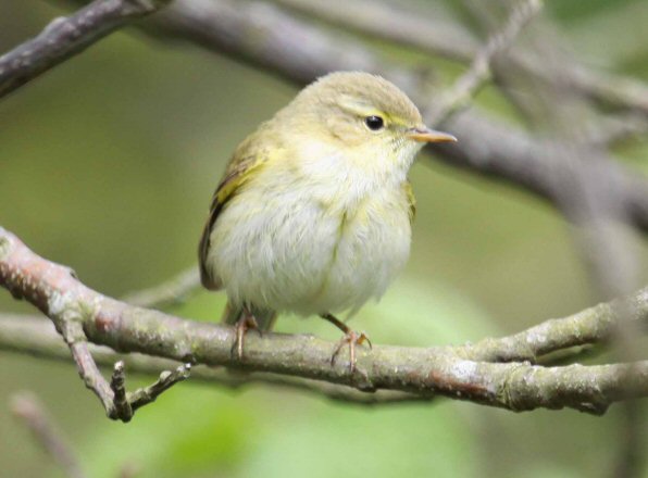 Iberian Chiffchaff
