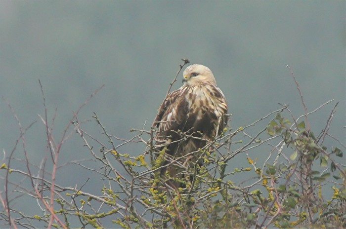 Rough-legged Buzzard
