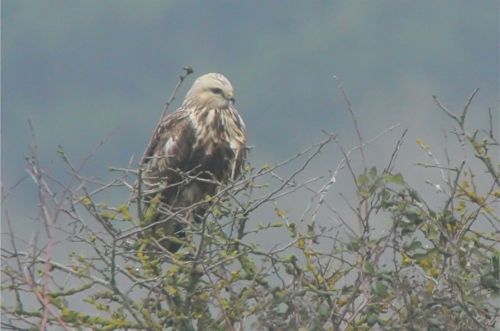 Rough-legged Buzzard