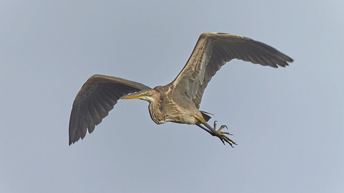 Purple Heron
