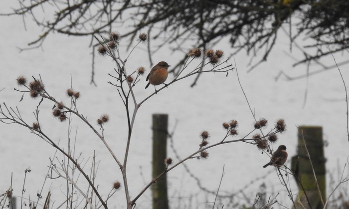 Stonechat