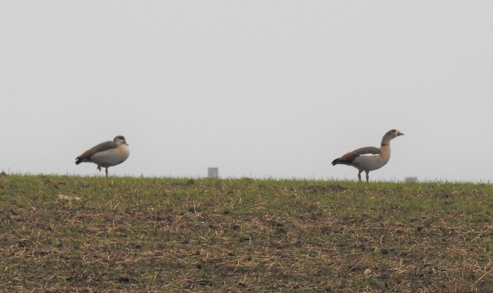 Egyptian Goose