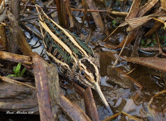Jack Snipe