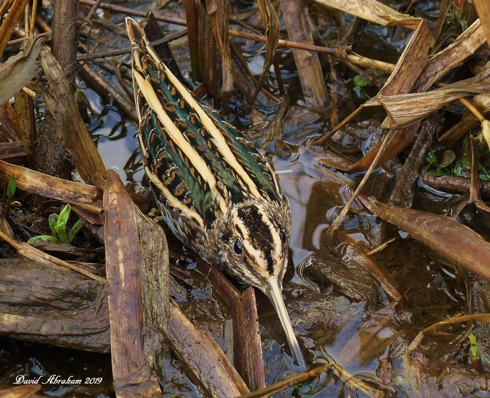 Jack Snipe