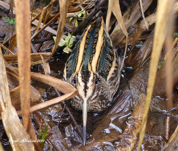 Jack Snipe