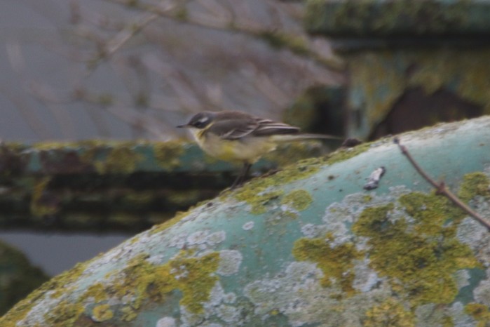 Blue-headed Eastern Yellow Wagtail