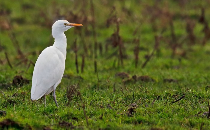 Cattle Egret