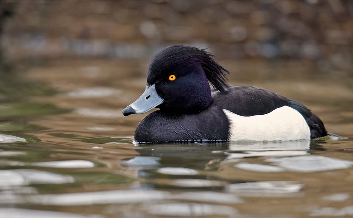 Tufted Duck
