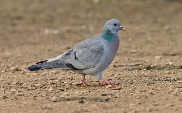 Stock Dove