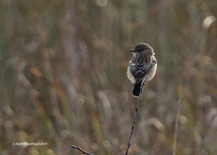 Siberian Stonechat