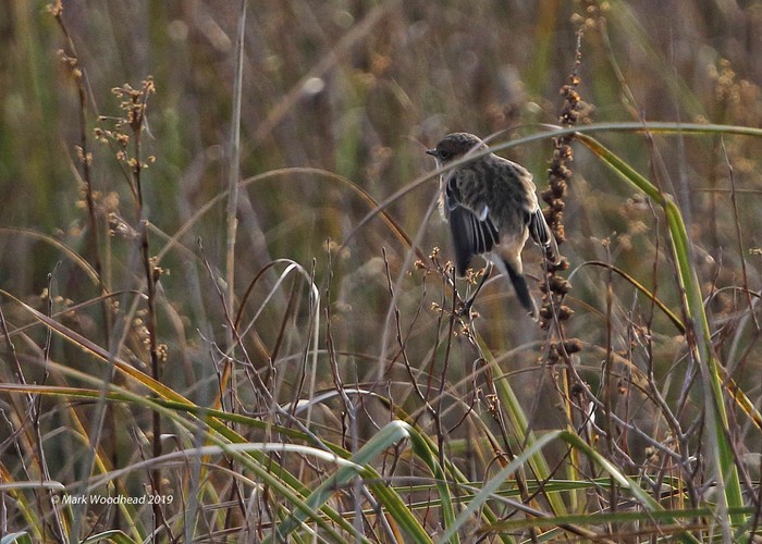 Siberian Stonechat