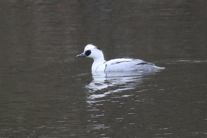 Smew