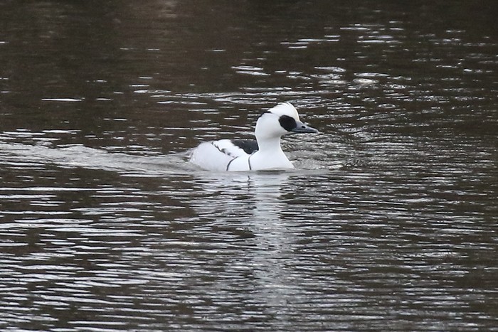 Smew