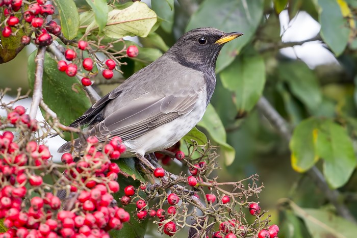 Black-throated Thrush
