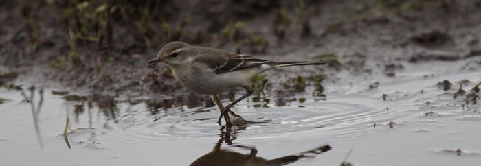 Eastern Yellow Wagtail