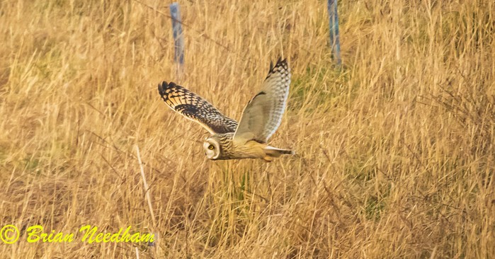 Short-eared Owl