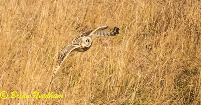Short-eared Owl