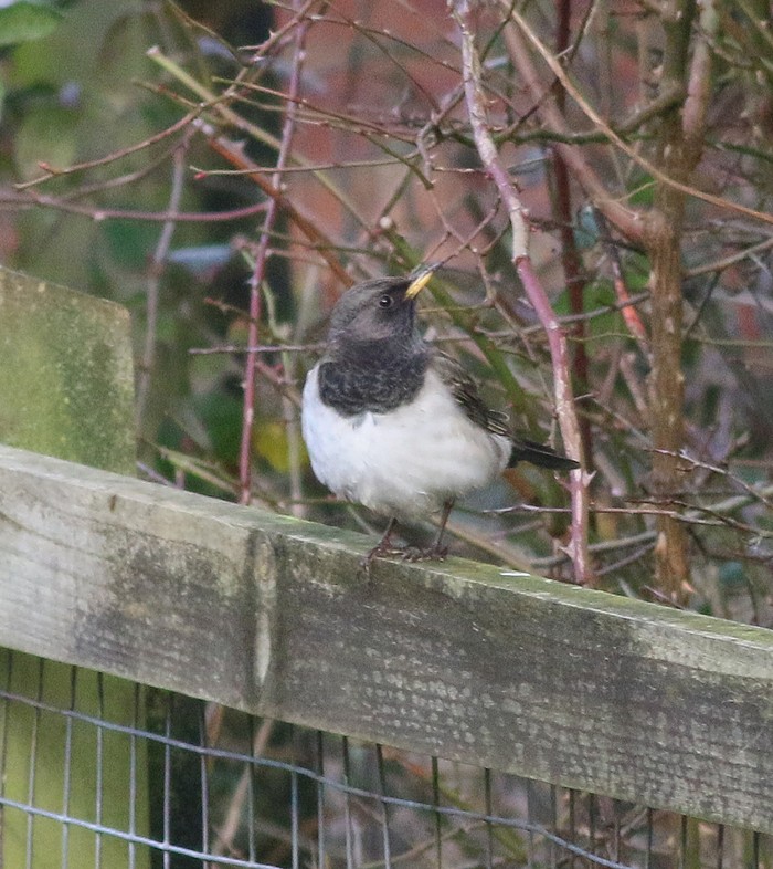Black-throated Thrush