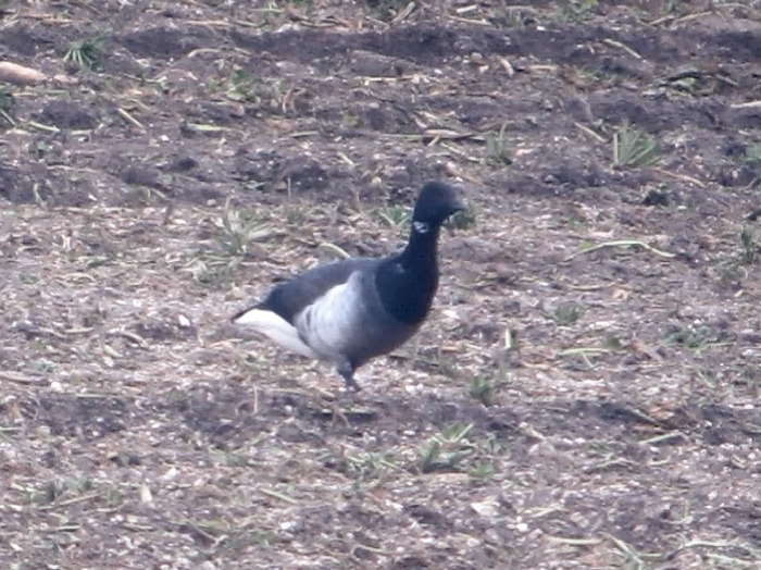 Grey-bellied Brant