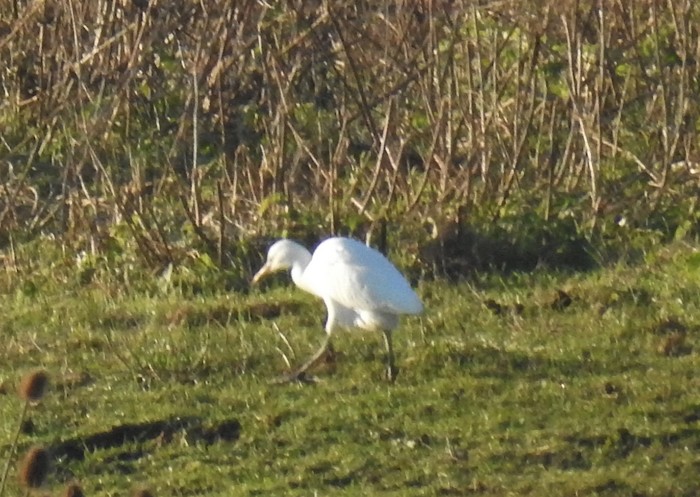 Cattle Egret