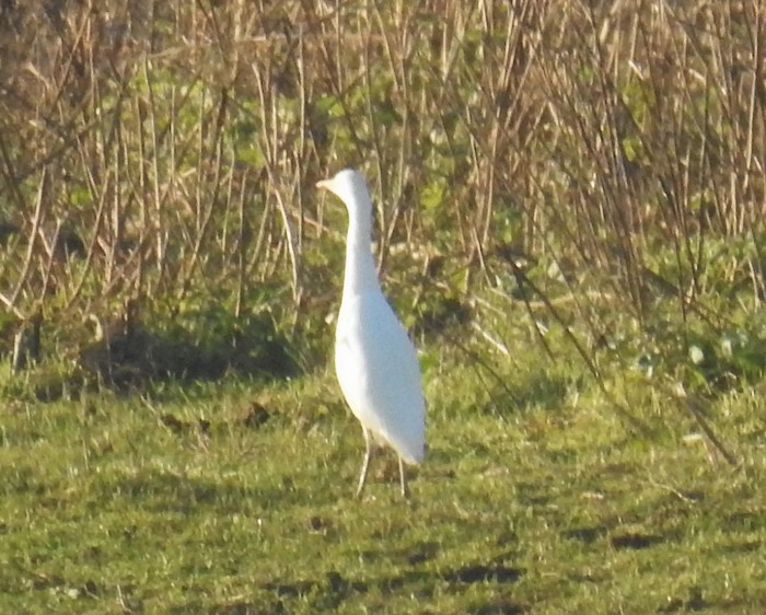 Cattle Egret