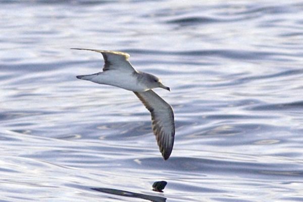 Cory's Shearwater